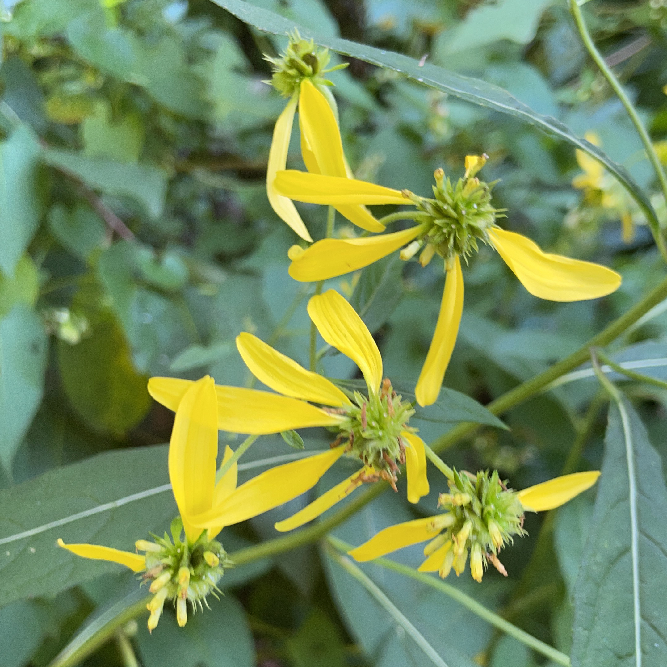 Verbesina-occidentalis-